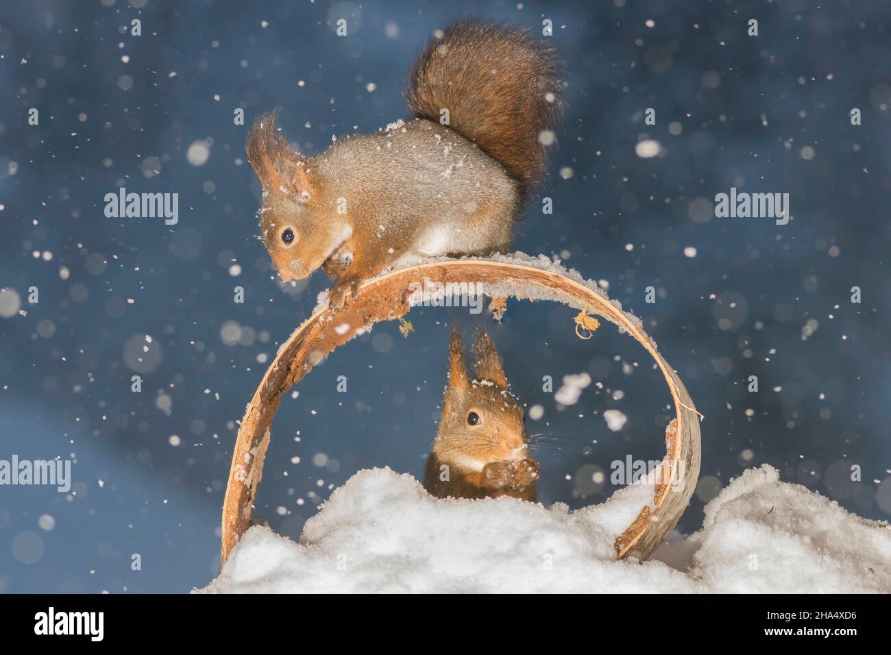 profile and close up of a red squirrel on round wood while it is snowing and another in the circle Stock Photo