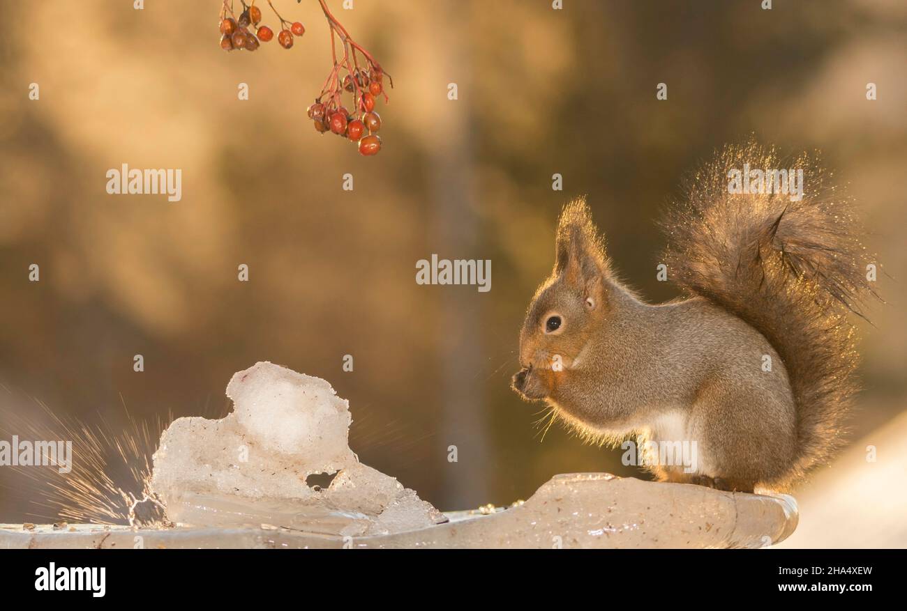 red squirrel standing on ice with back light,berries and looking at a splash of water Stock Photo