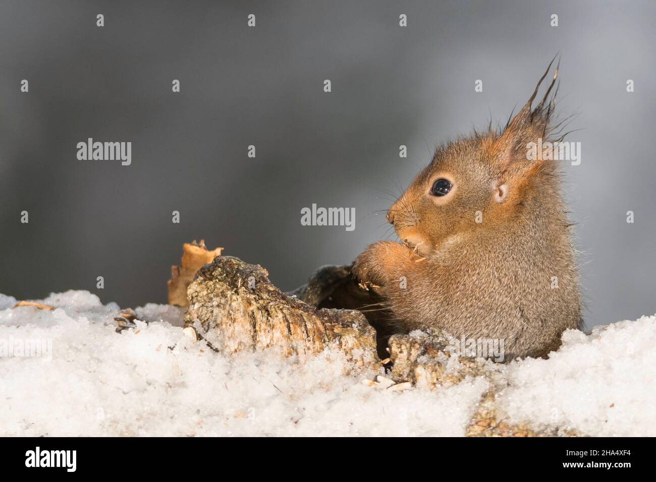 red squirrel sitting in a hole of a tree trunk with snow Stock Photo