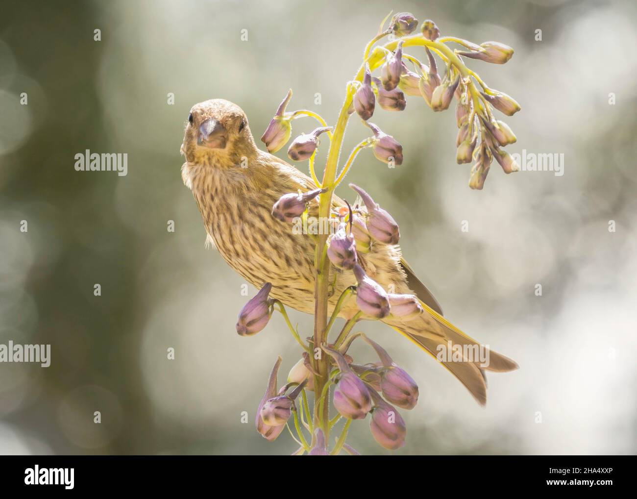 close up of a of green finch on flowers looking at the viewer Stock Photo