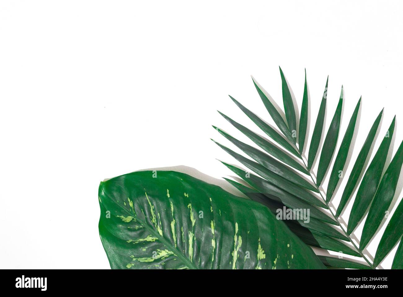 green plants background for summer Stock Photo