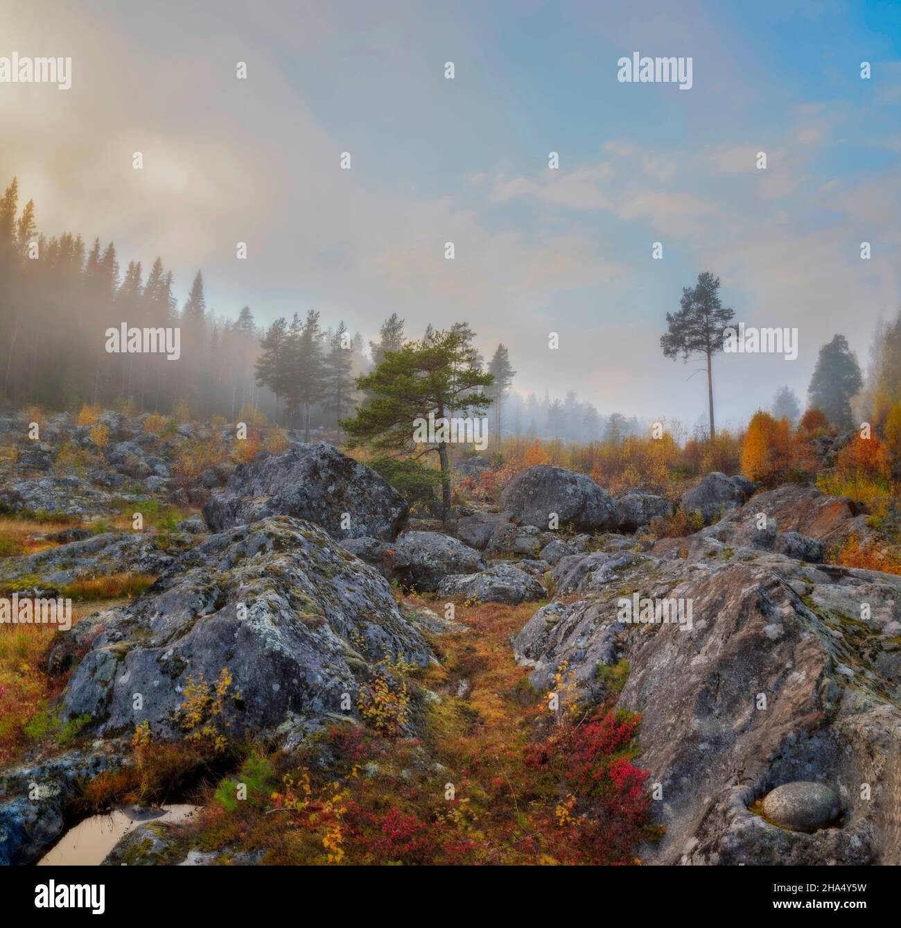 Fog landscape with trees hi-res stock photography and images - Alamy