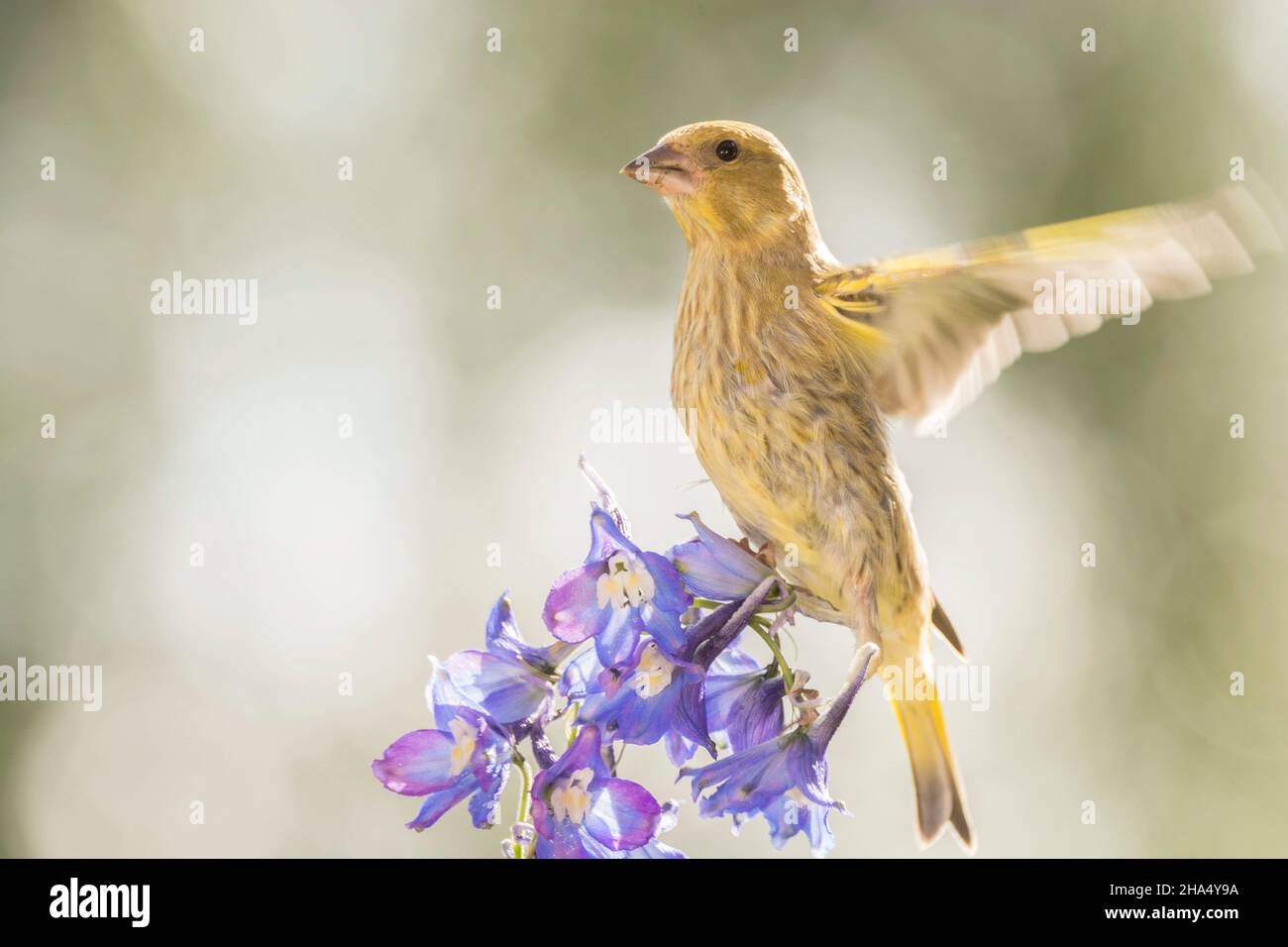 close up of a of greenfinch on flowers with blurry spread wings Stock Photo