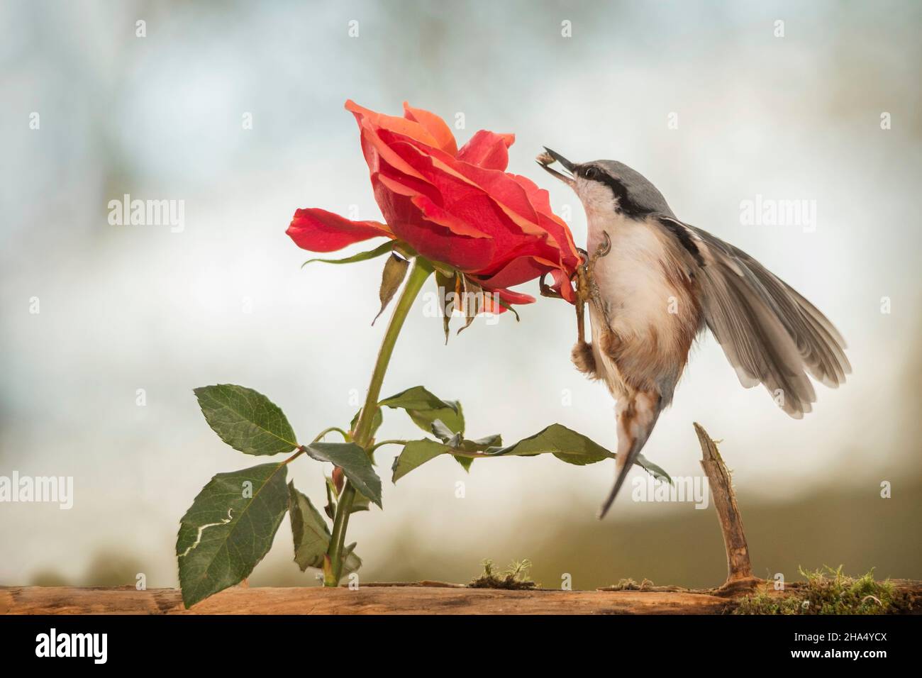 nuthatch holding on to a rose with blurry spread wings Stock Photo