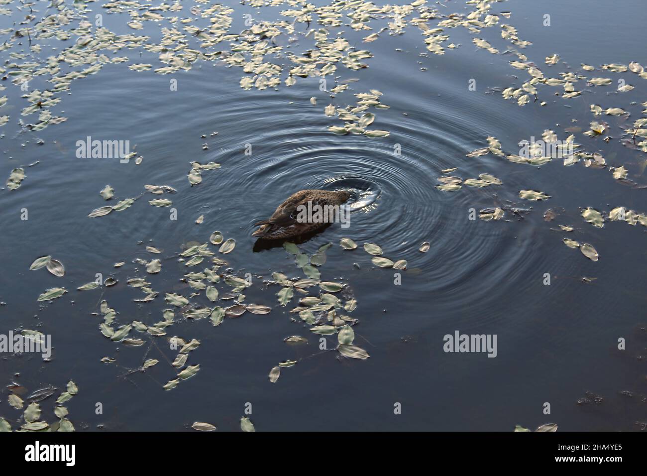 Duck with head stuck in water and ripples going out Stock Photo