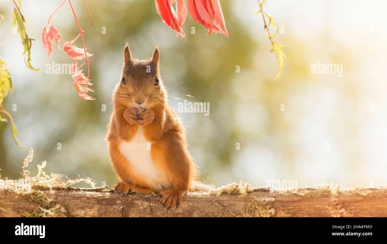 red squirrel standing on tree trunk with leaves looking forwards Stock Photo