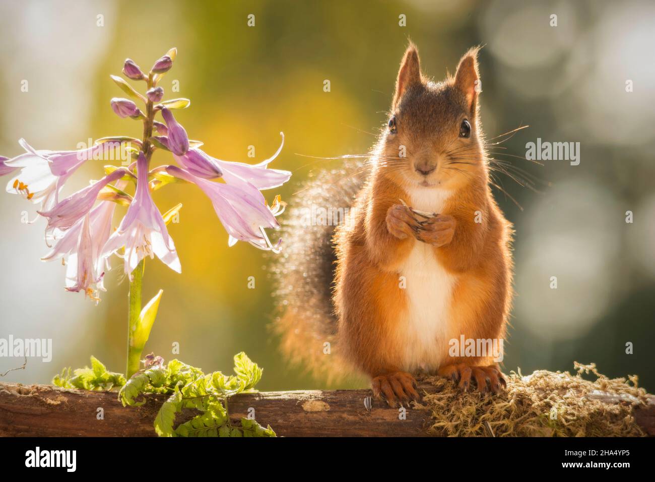 red squirrel standing on tree trunk with flowers looking forwards Stock Photo