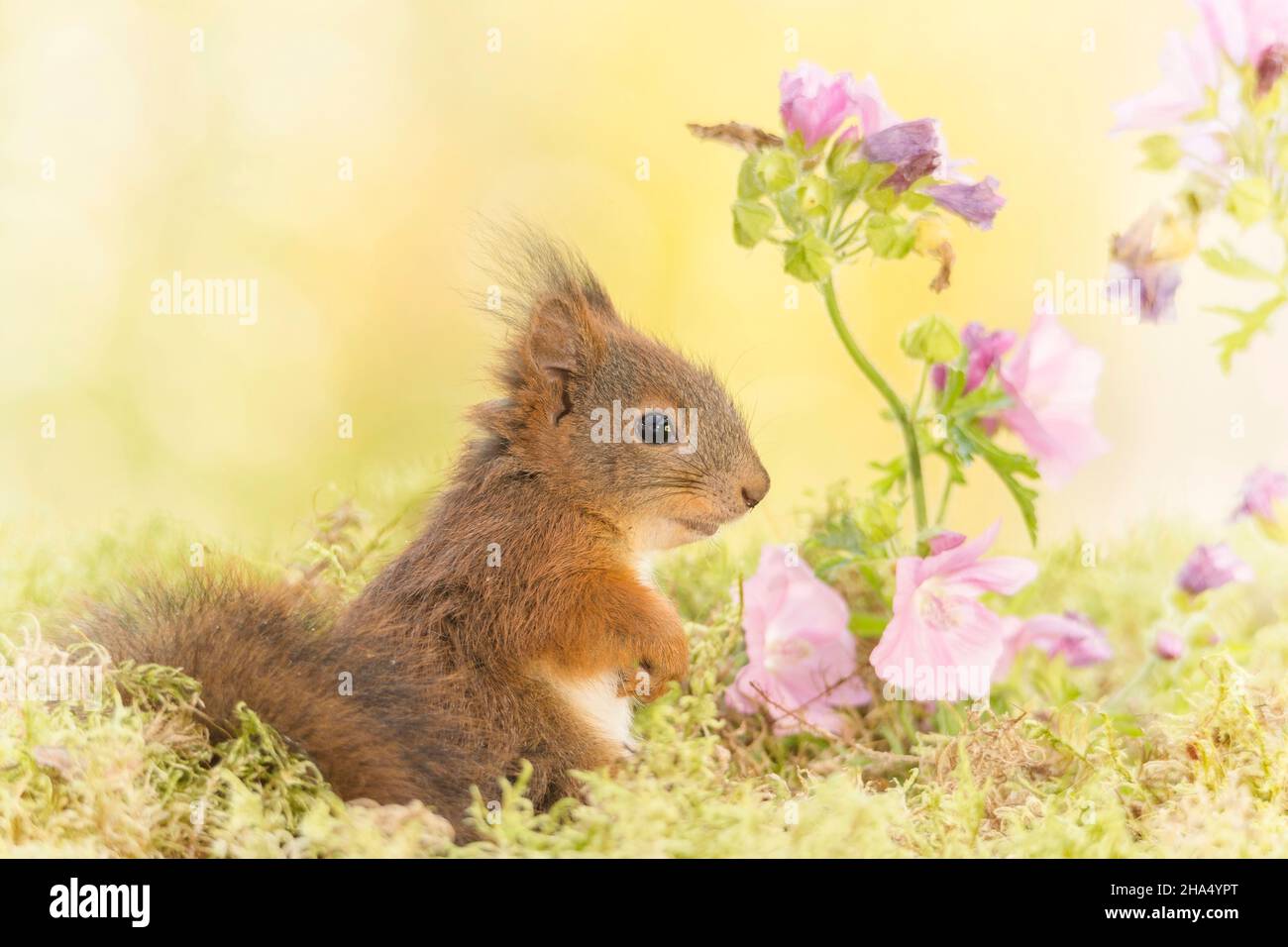Young Red Squirrel Standing Between Branches With Flowers Hi res Stock 