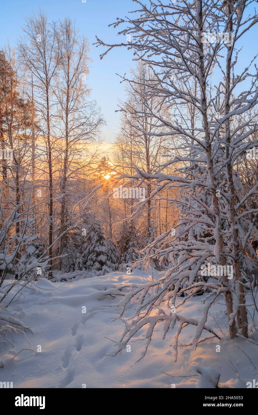 tracks and trees with snow in a forest,winter,mountain landscape during