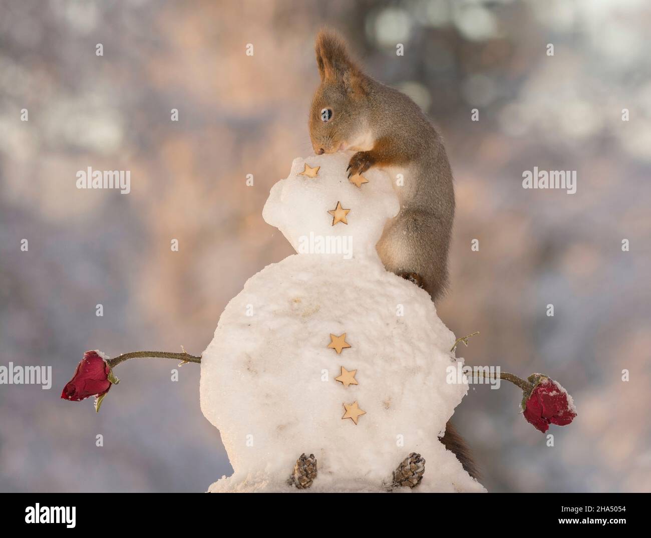 red squirrel on a snowman with arms of roses Stock Photo - Alamy