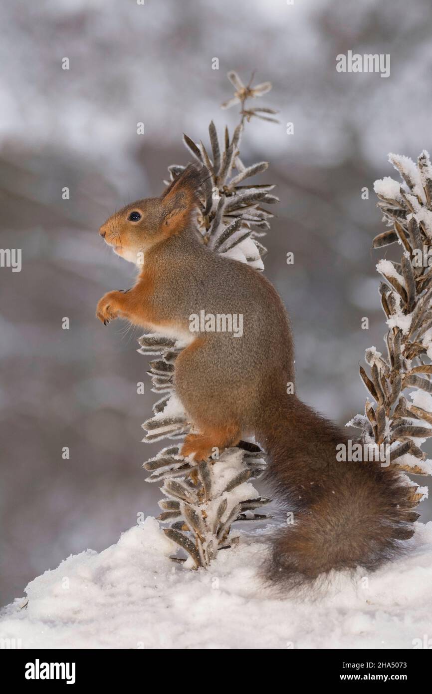 red squirrel standing in a plant stem with snow facing away Stock Photo