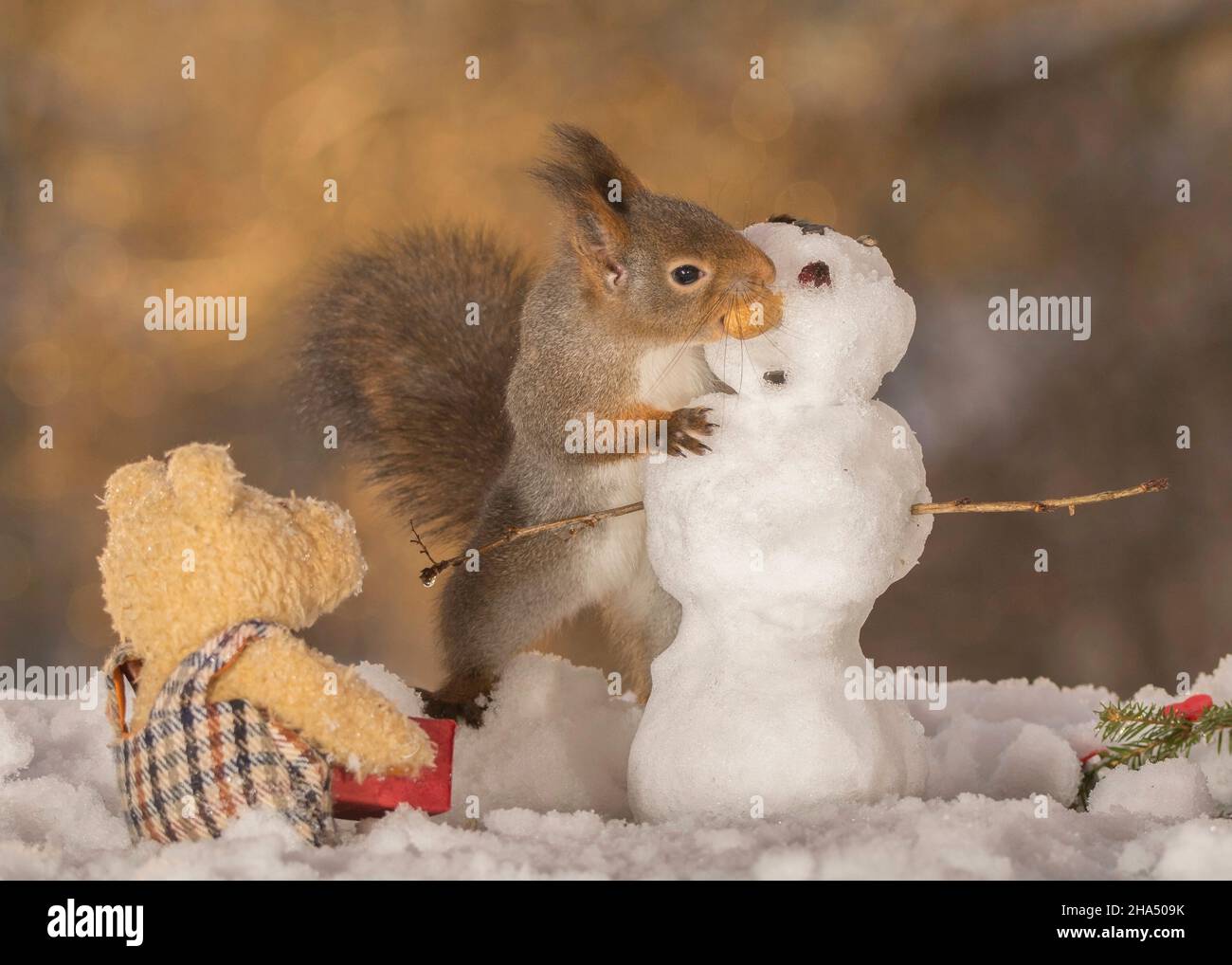 red squirrel eating a snowman nose and a bear watching Stock Photo