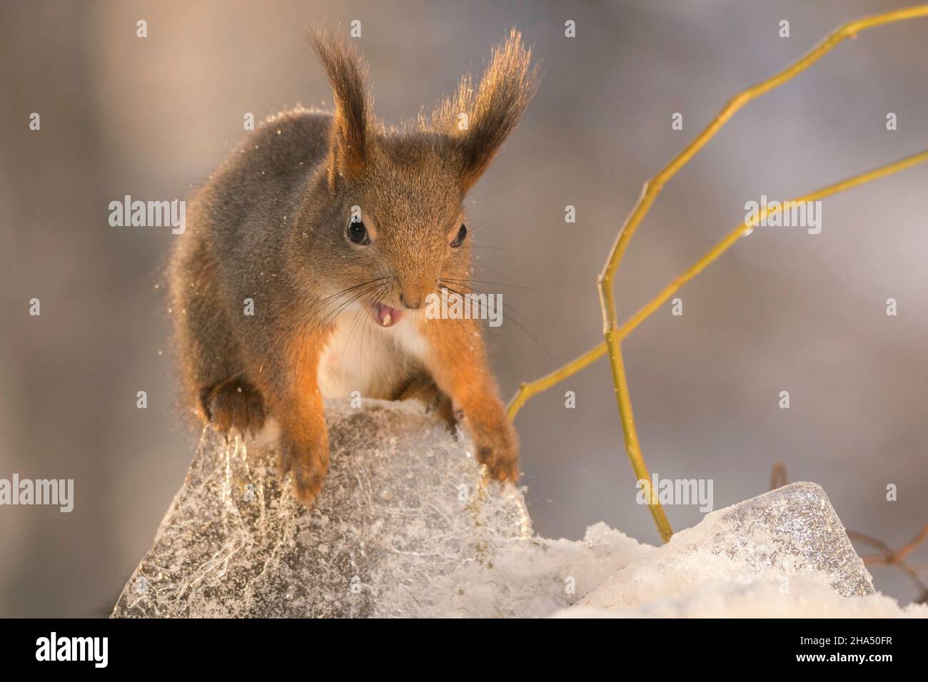 red squirrel standing on ice with open mouth Stock Photo Alamy