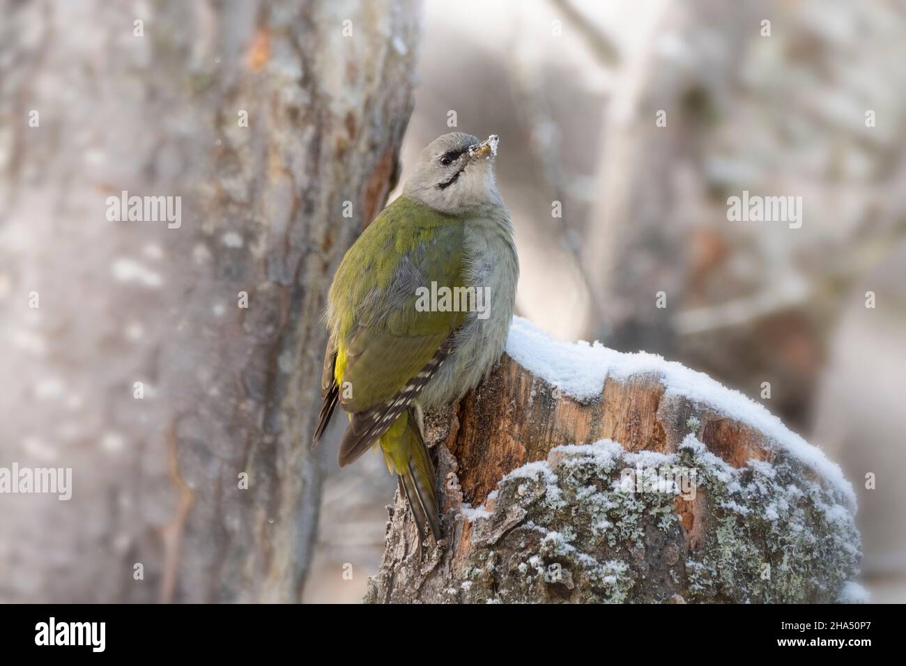 grey-headed woodpecker picus canus is standing on a tree with snow Stock Photo