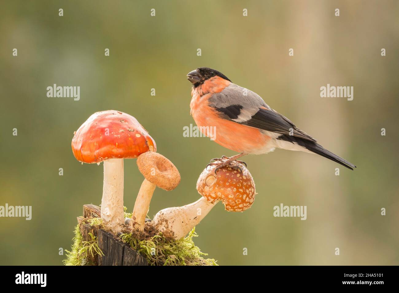 profile of a bullfinch standing on a mushroom Stock Photo