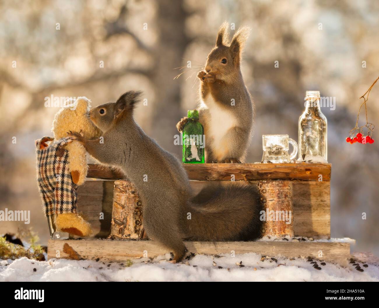 red squirrels in snow with bottles and bar with a bear Stock Photo