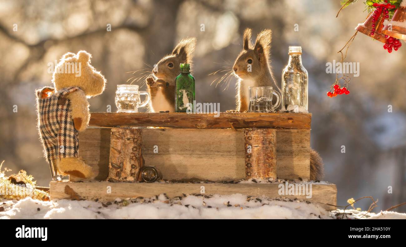 red squirrels in snow with bottles and bar with a bear Stock Photo