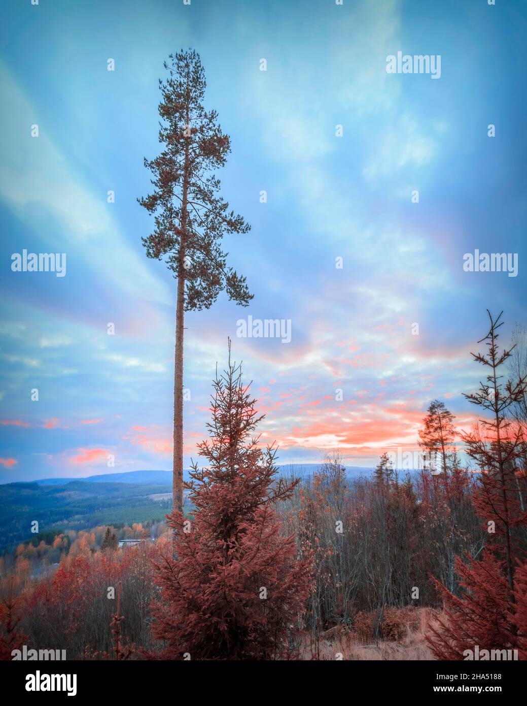 trees in a forest,mountain landscape with red sunset Stock Photo
