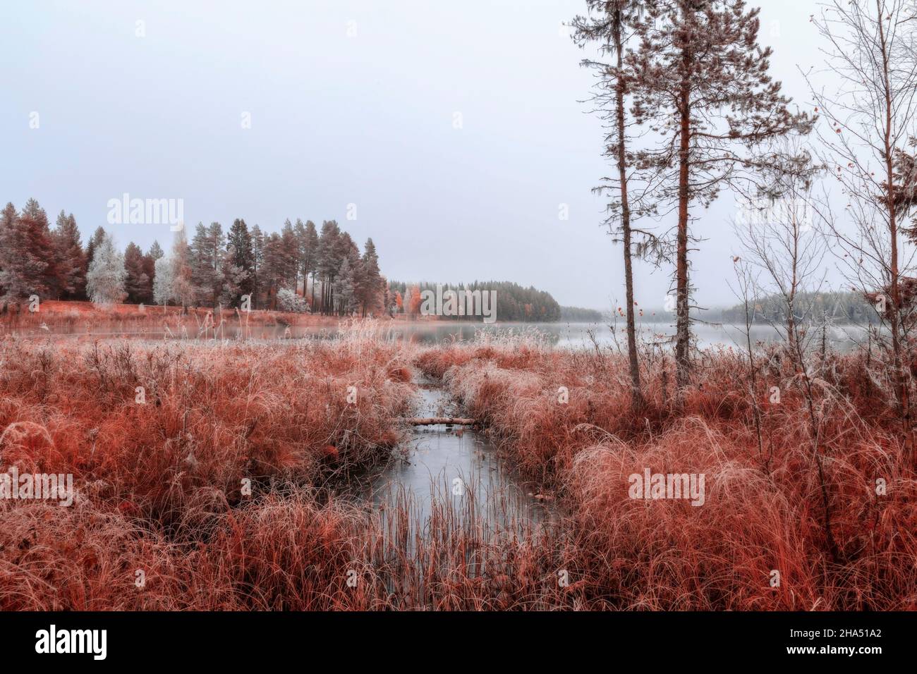 winter,lake,forest,landscape with grass and trees with ice on it Stock Photo
