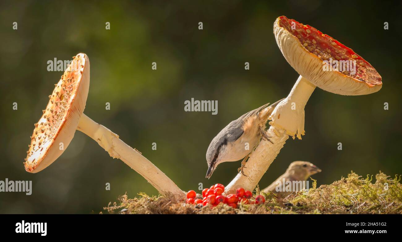 close up of nuthatch holding on to a mushroom stem and finch blurry in background Stock Photo