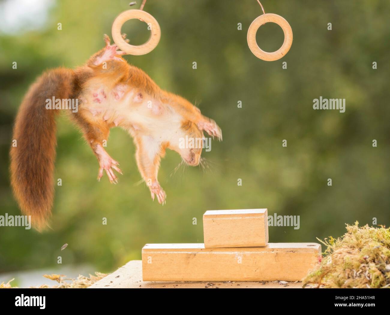 blurry red squirrel with head in focus is jumping in the air with rings Stock Photo