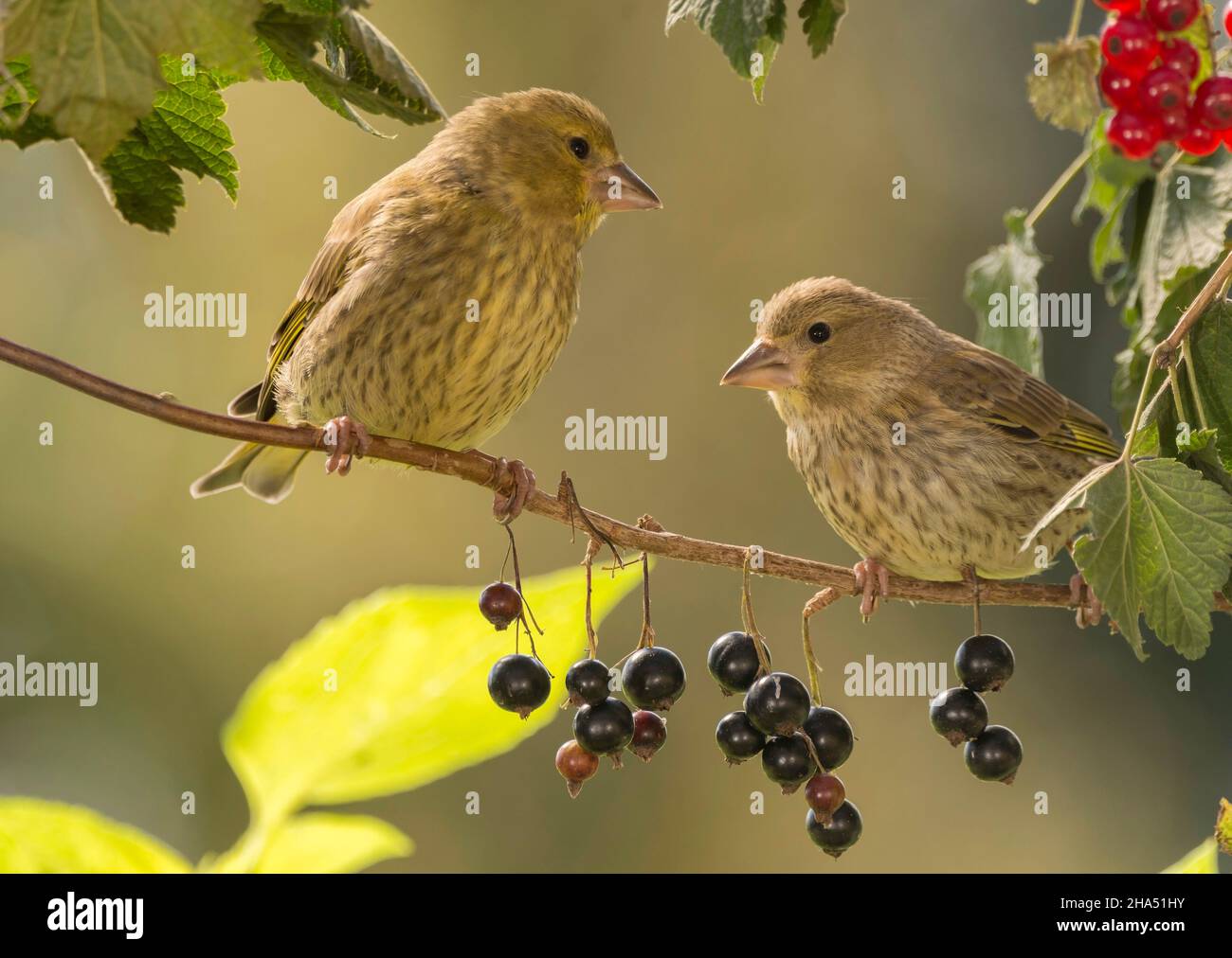 profile of two green finch standing on branch with black currant and red above Stock Photo