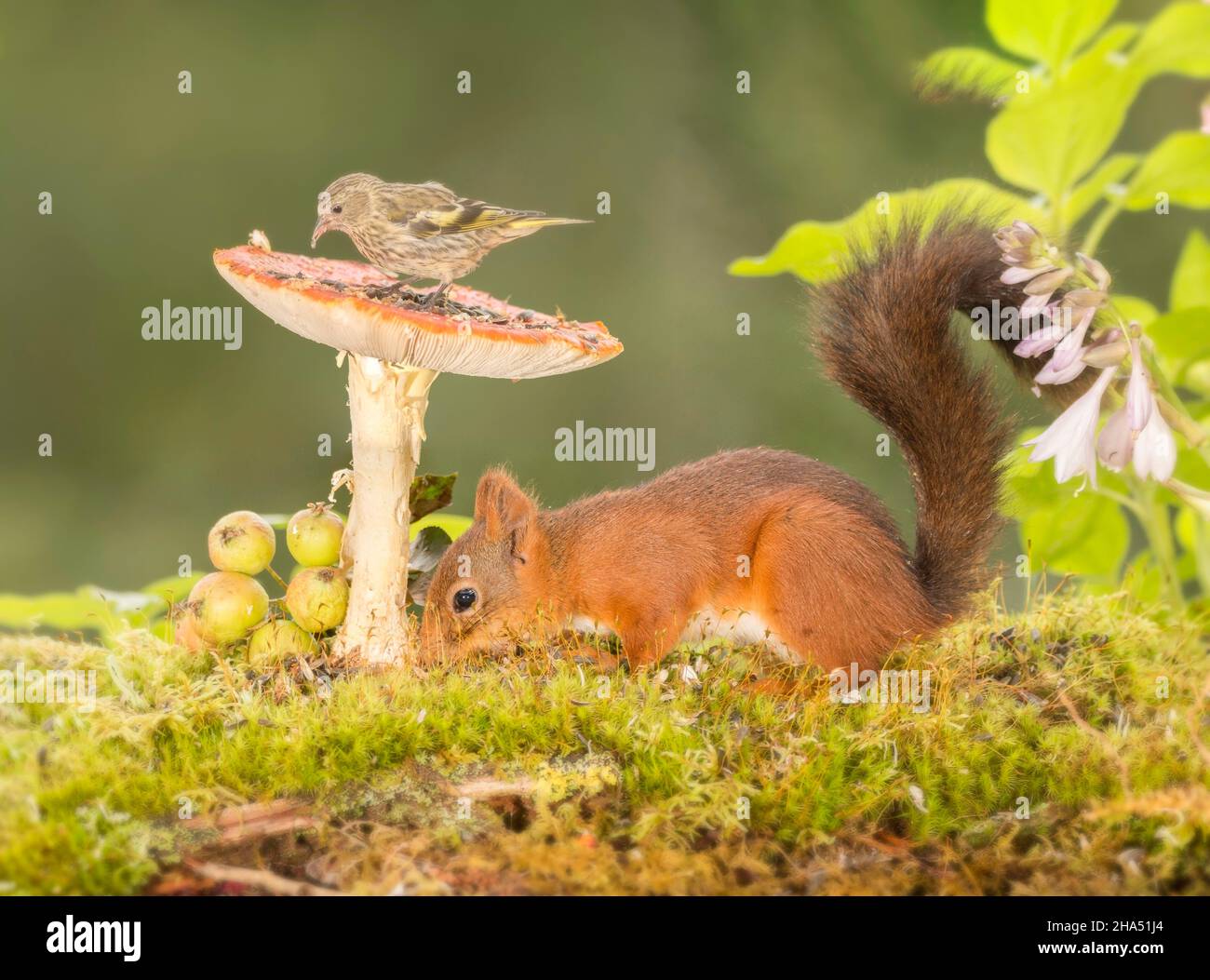 siskin standing on a mushroom with a red squirrel under it Stock Photo
