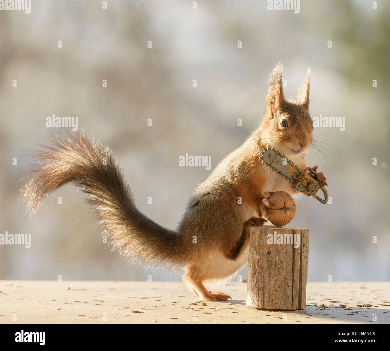 red squirrel is holding an chain saw with walnut Stock Photo