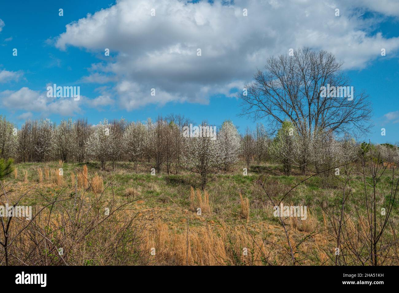 Open field with tall dried grasses in the foreground and white flowering trees blooming in the background on a sunny day with clouds in early spring Stock Photo