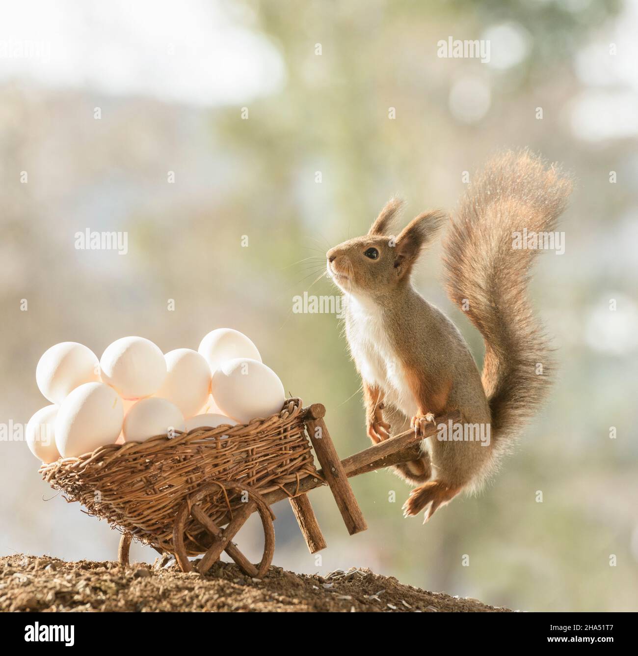 Red squirrel jumping with an wheelbarrow with eggs hires stock photography and images Alamy