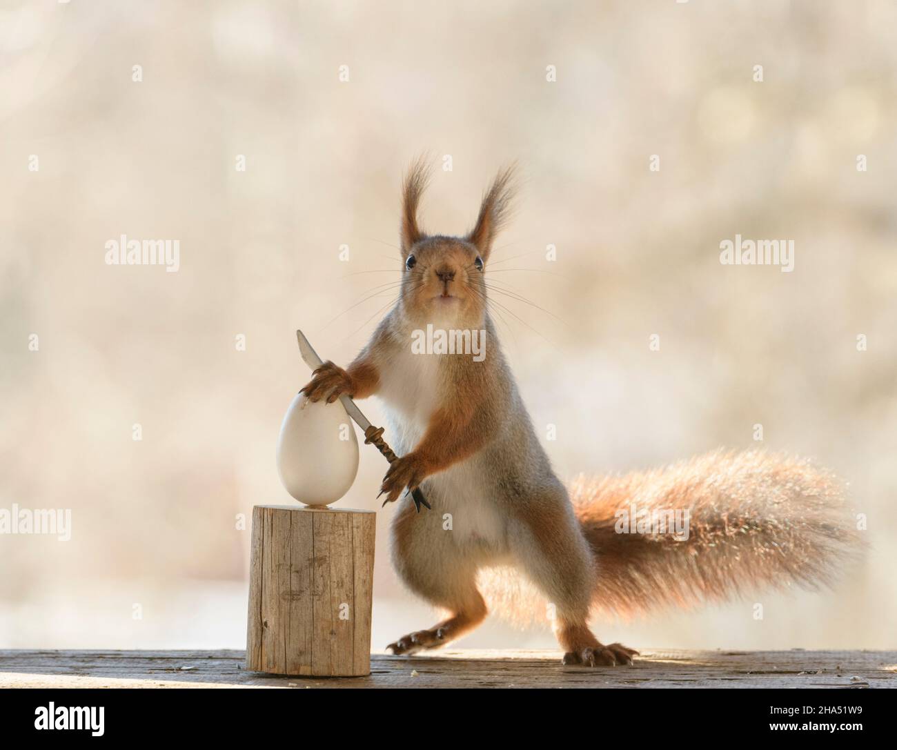 red squirrel is holding an sword with an egg looking at viewer Stock Photo