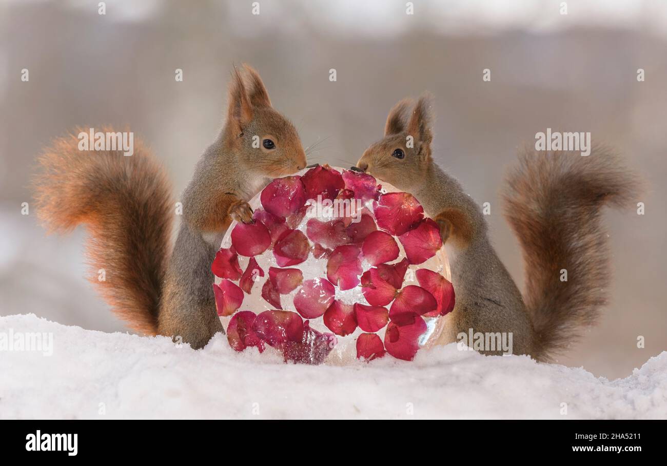 red squirrels are touching ice with rose petals Stock Photo Alamy