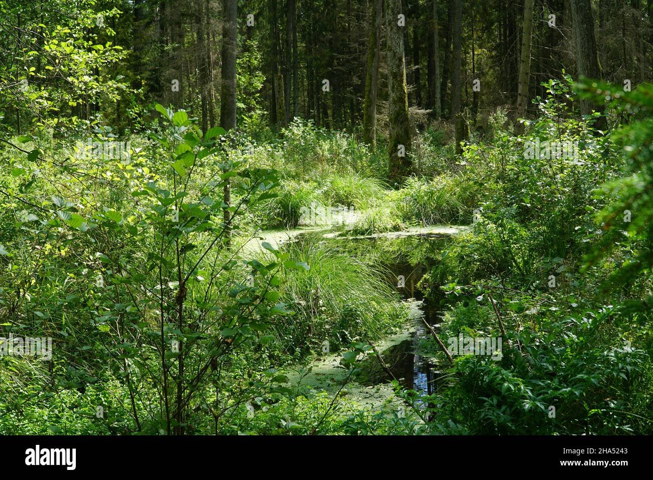 In Deep forest. Wild natural dense woods natural background. Knyszyn Forest, Poland, Europe. Stock Photo