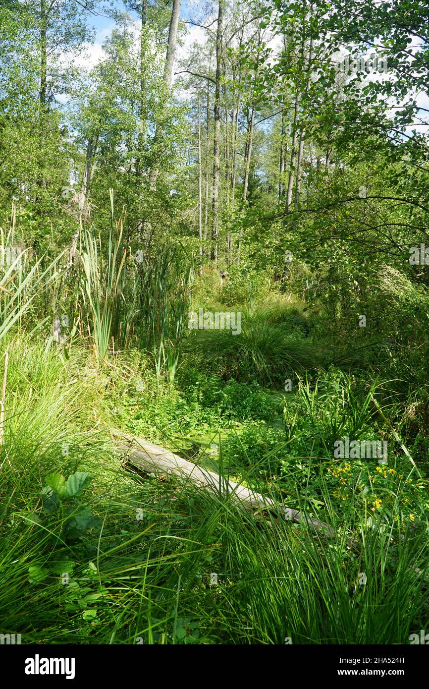In Deep forest. Wild natural dense woods natural background. Knyszyn Forest, Poland, Europe. Stock Photo