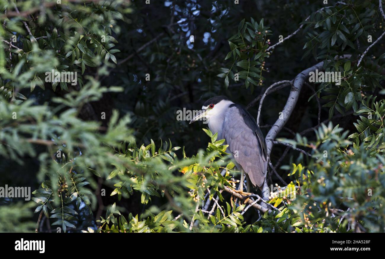 Adult night heron seeks seclusion, hiding in leafy shadows while perched high in tree branches in silent tranquility Stock Photo