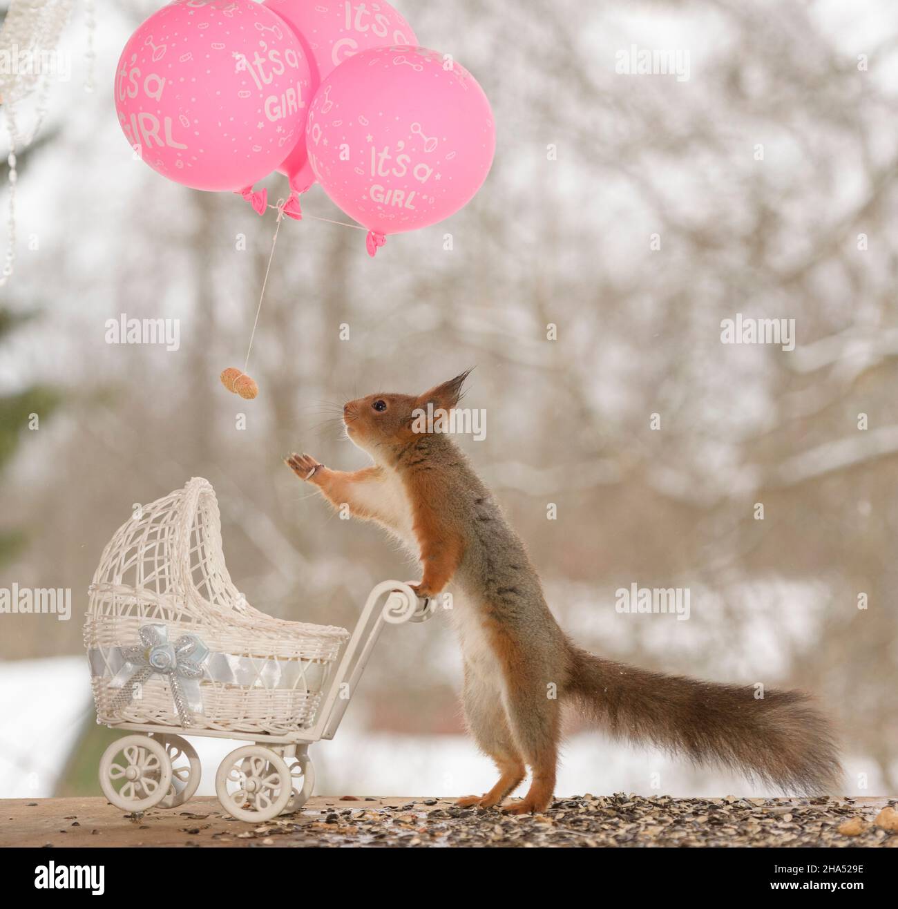 red squirrel with an stroller is reaching an balloon Stock Photo