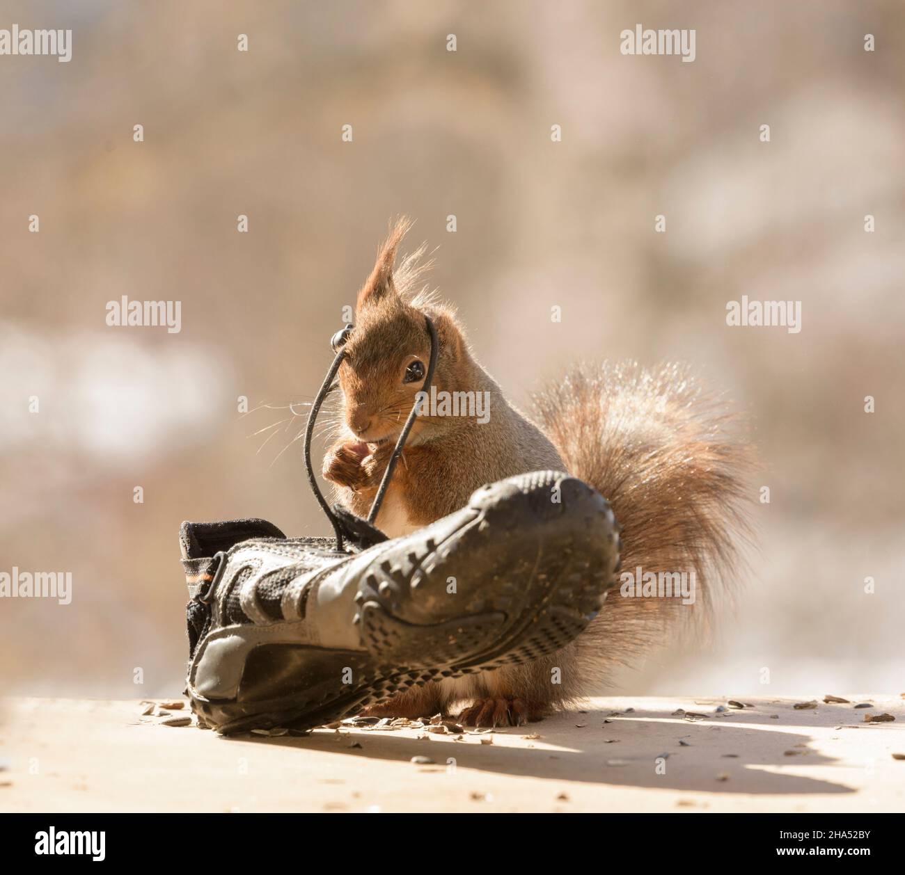 red squirrel is standing with a shoelace around the head Stock Photo