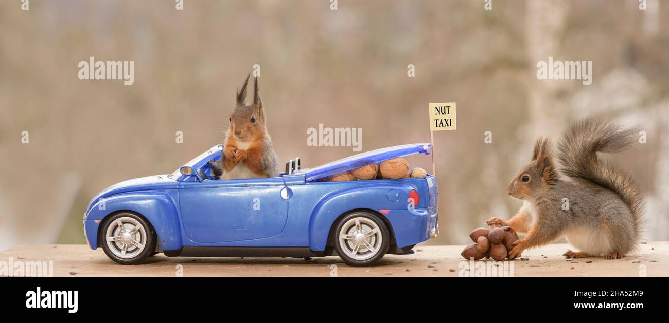 red squirrels are standing with an taxi car with nuts Stock Photo