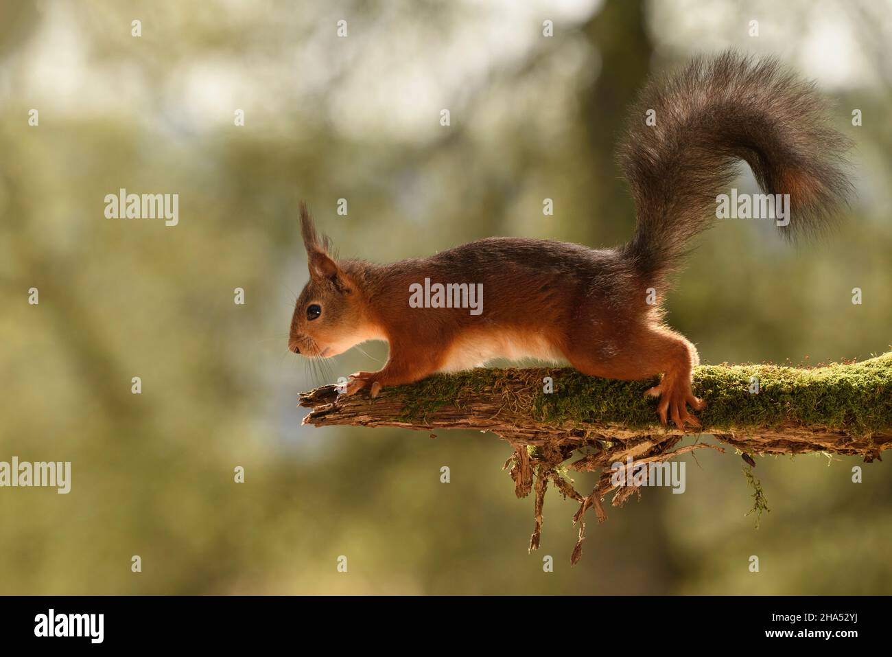 red squirrel is standing on a branch with moss looking out Stock Photo