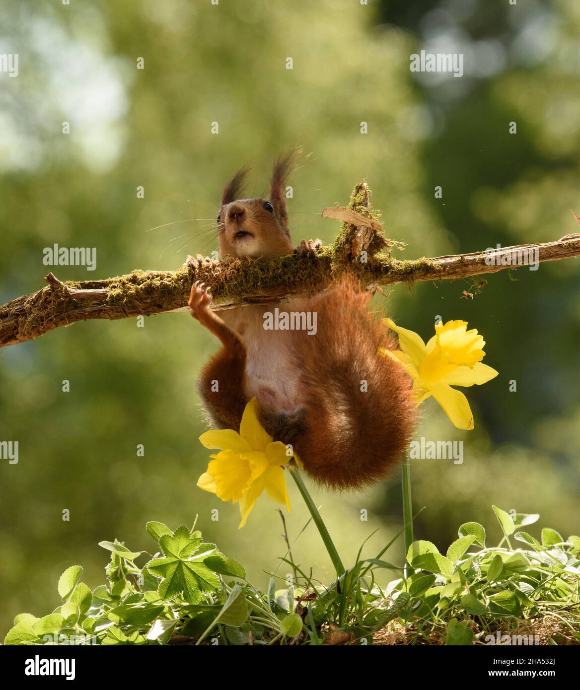 red squirrel is loosing balance on a branch with moss Stock Photo