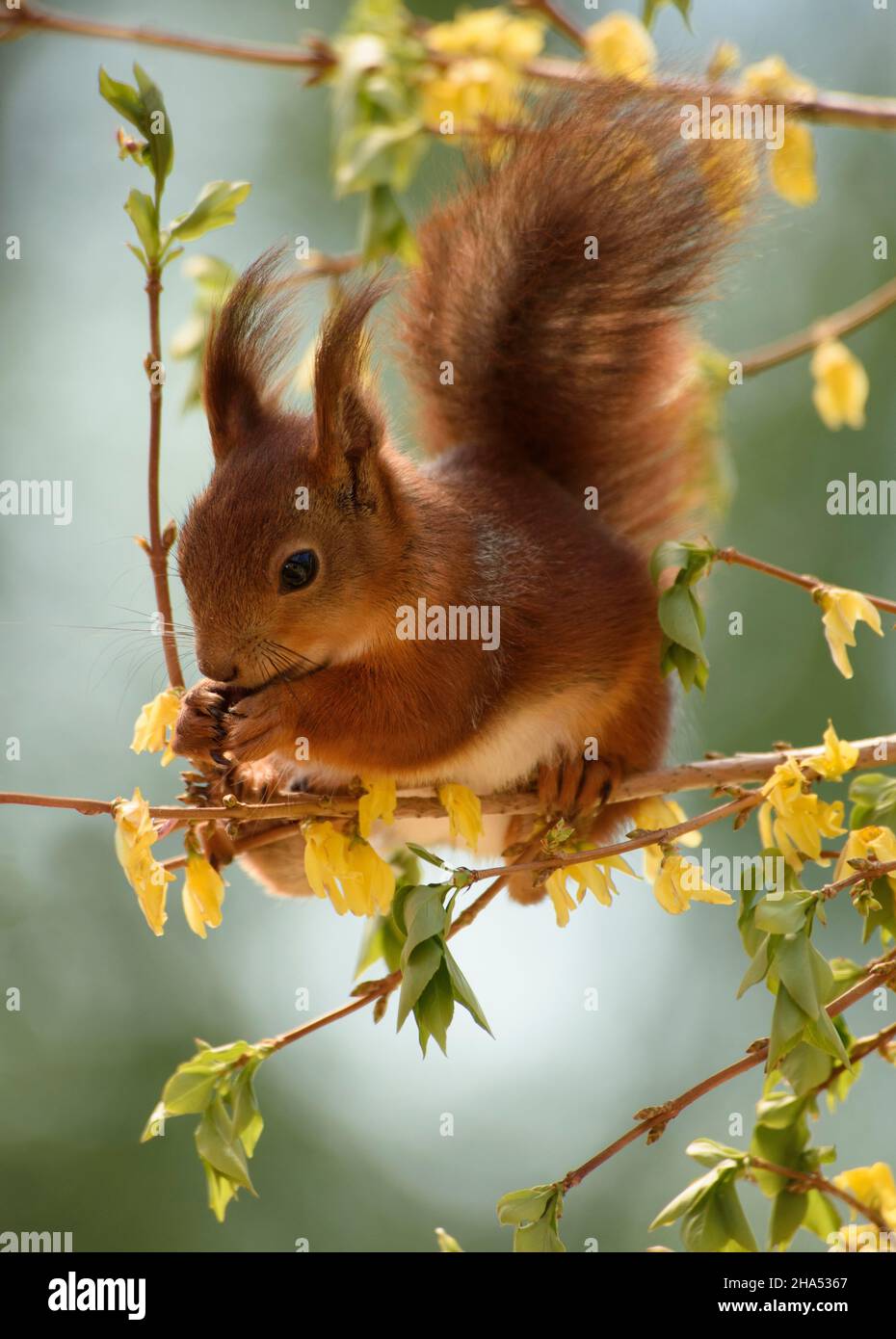 red squirrel is standing on a forsythia branch looking down Stock Photo