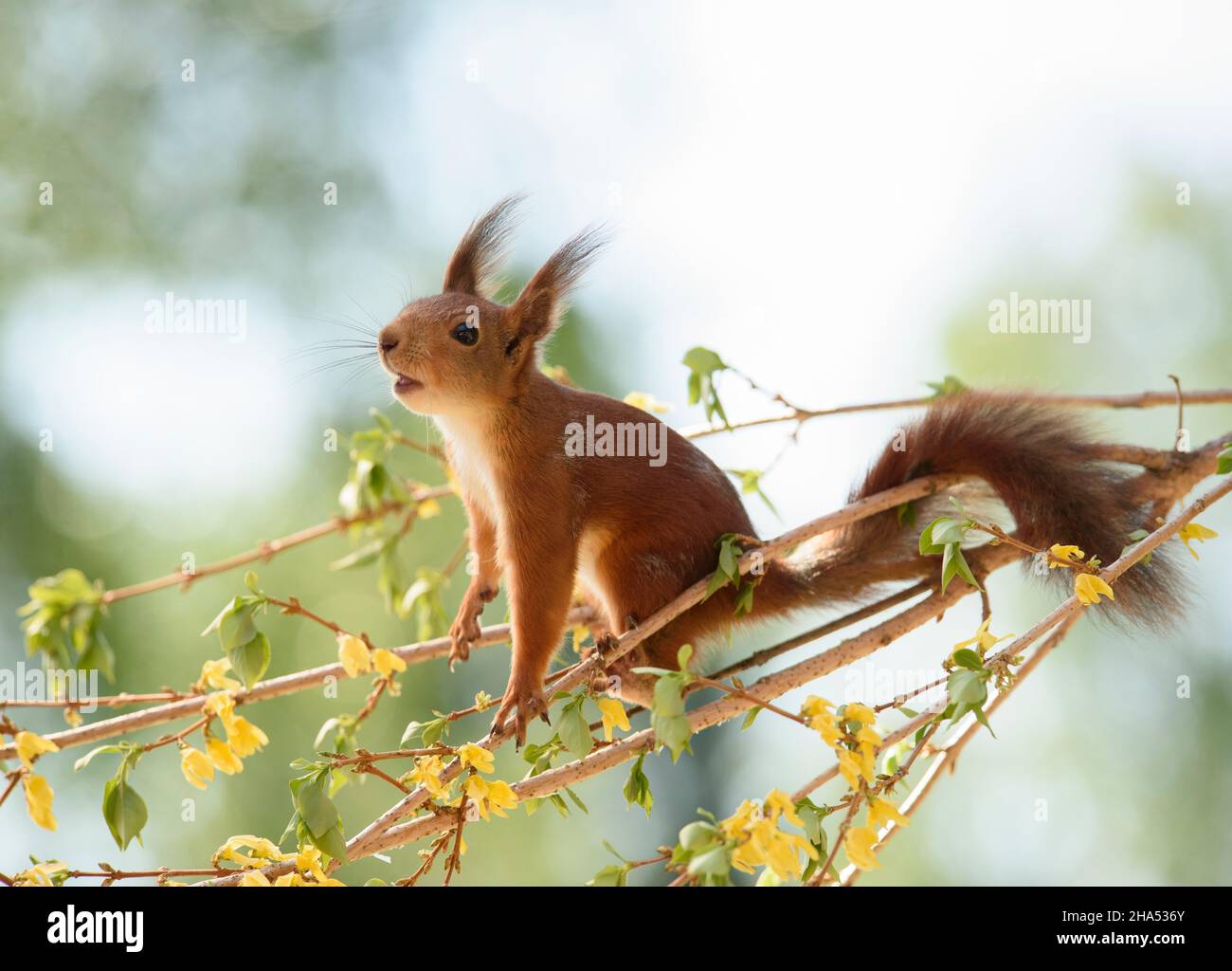 red squirrel is standing on an forsythia branch with open mouth Stock Photo