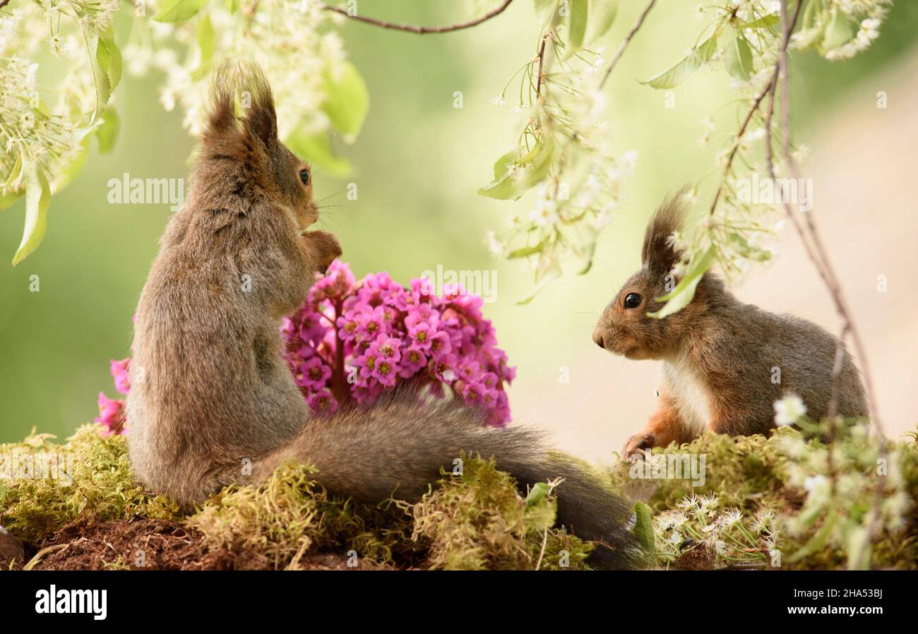 red squirrels are looking at each other with bergenia flowers Stock Photo
