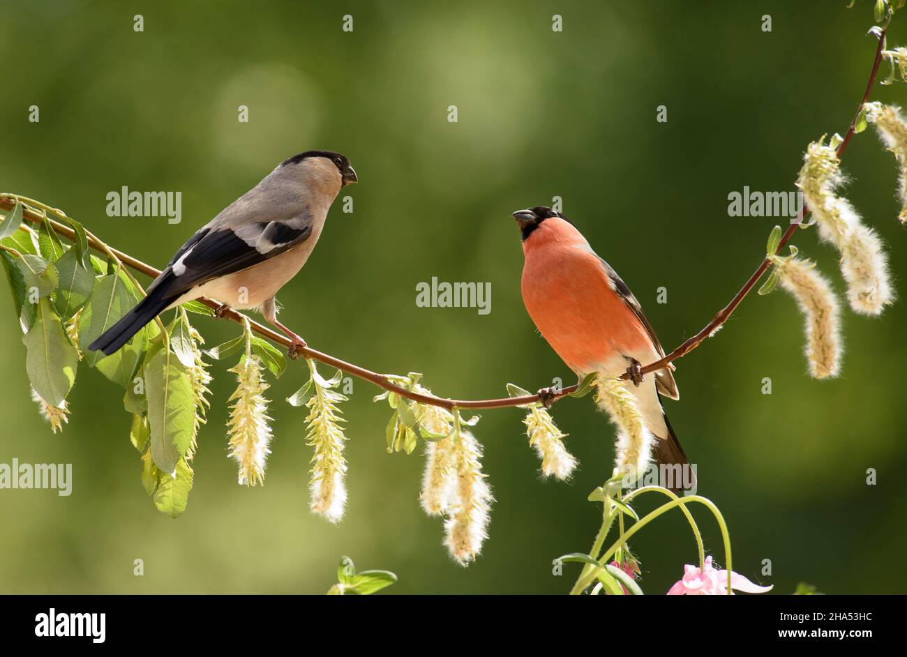 female and male bullfinch are standing on a willow branch Stock Photo