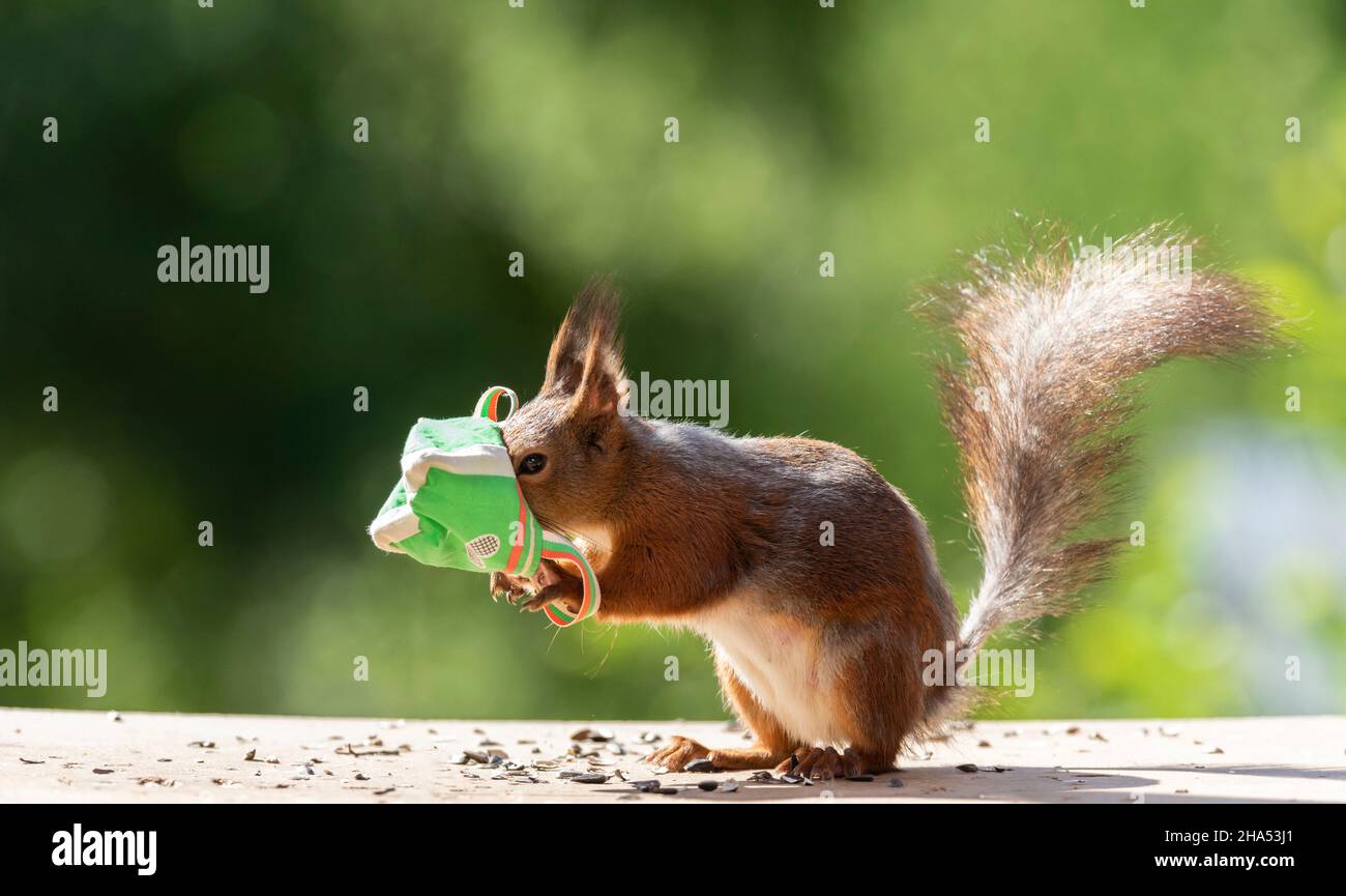 red squirrel is holding the head in an bag Stock Photo
