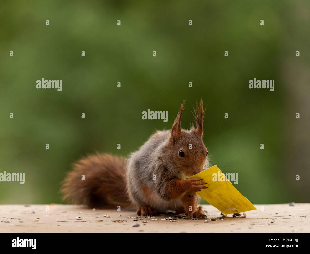 red squirrel is holding a yellow card Stock Photo