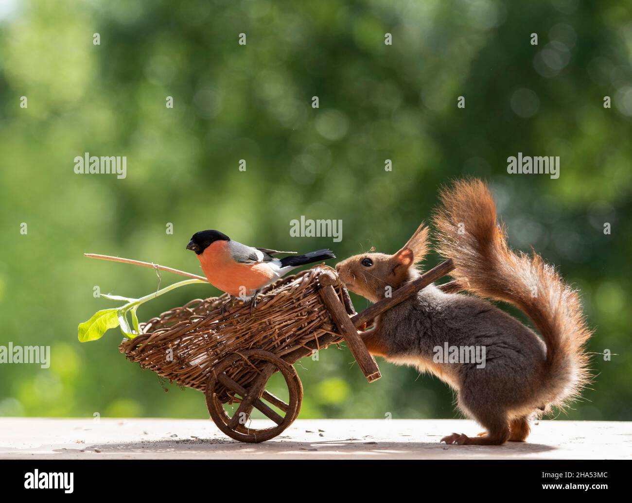 red squirrel and bullfinch are standing with a young sunflower plant in a wheelbarrow Stock Photo