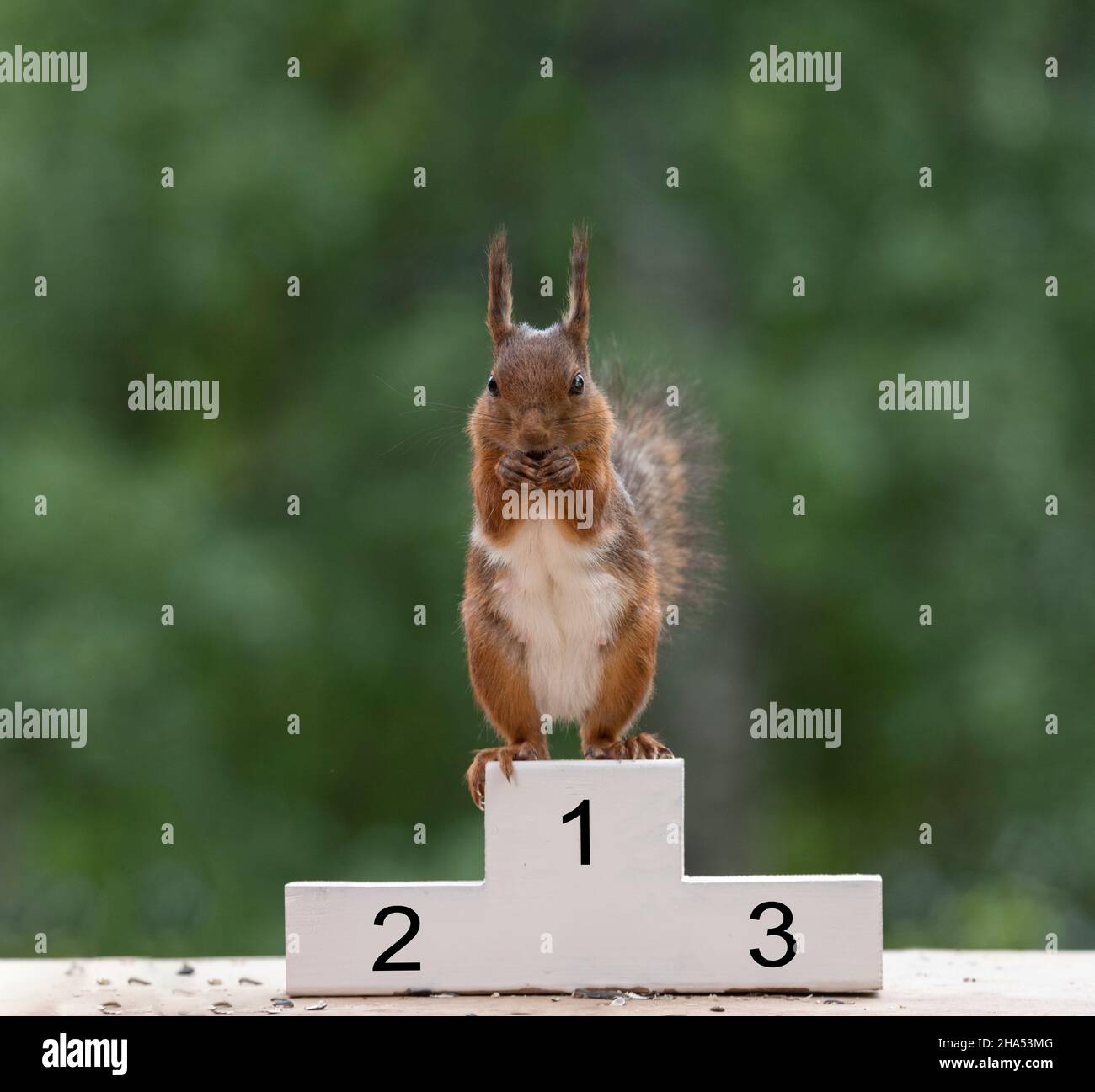red squirrel is standing on a podium Stock Photo