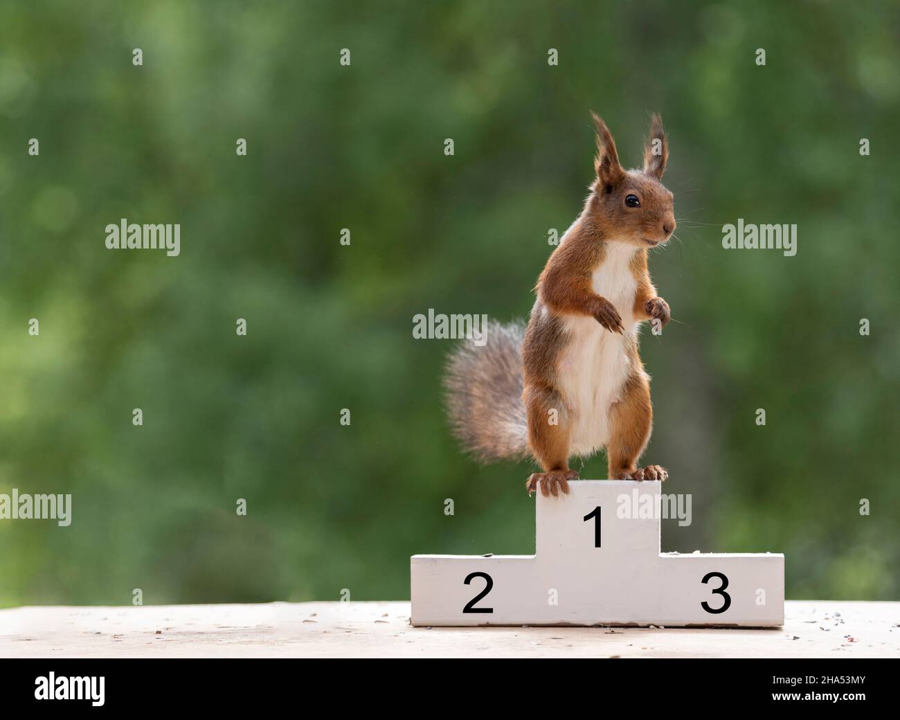 red squirrel is standing on an podium Stock Photo