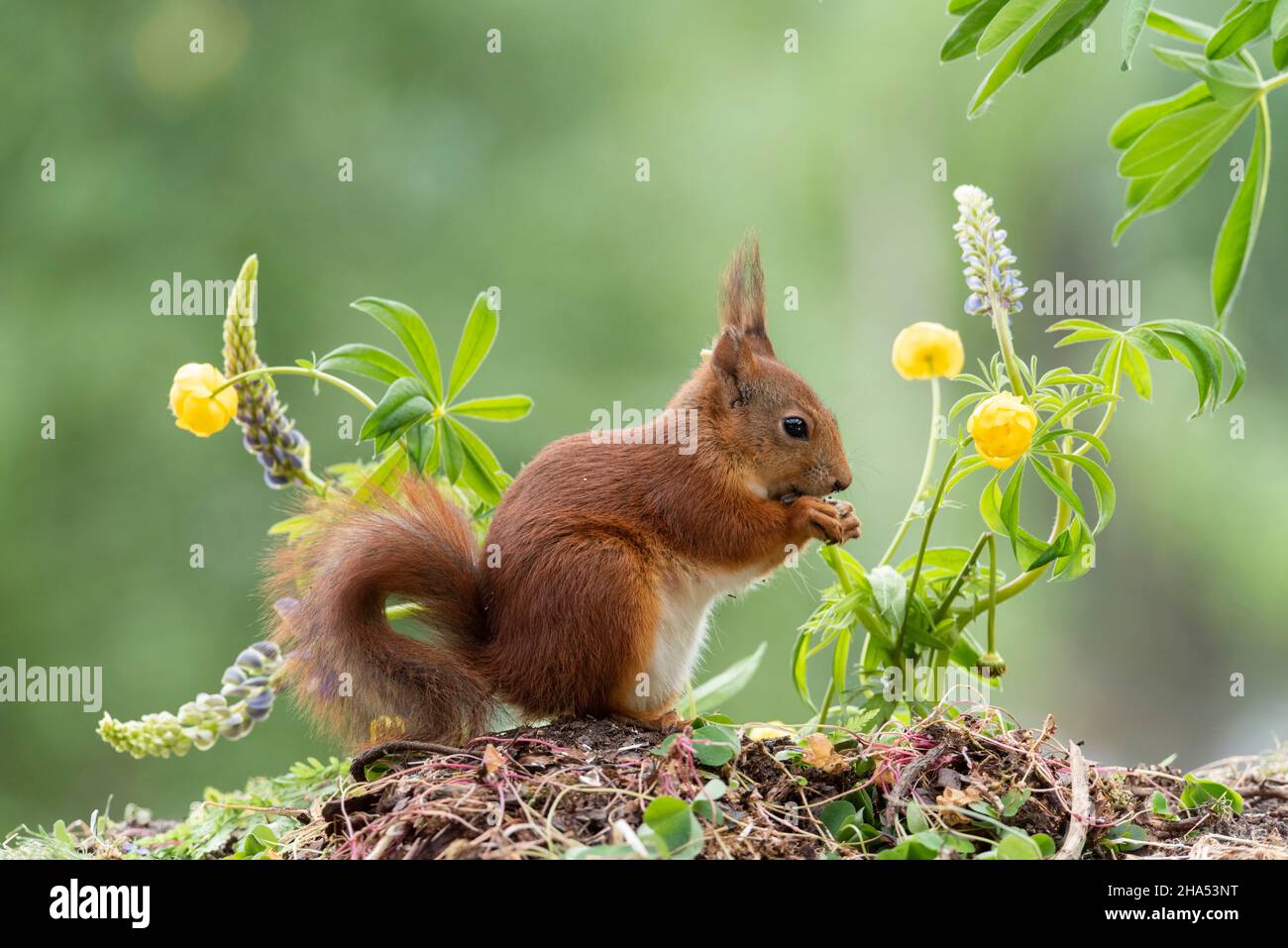 red squirrel is standing with lupine and a trollius flower Stock Photo